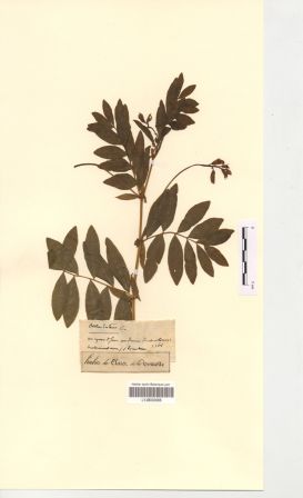 Lathyrus occidentalis (Fisch. & C.A.Mey.) Fritsch subsp. occidentalis [Orobus luteus L]