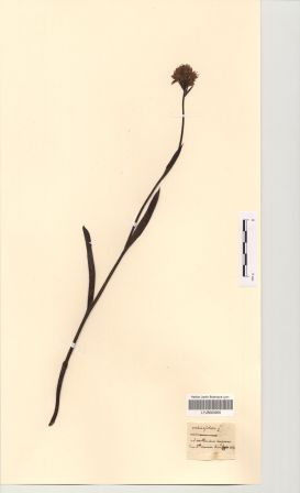 Traunsteinera globosa (L.) Rchb. [Orchis globosa L.]
