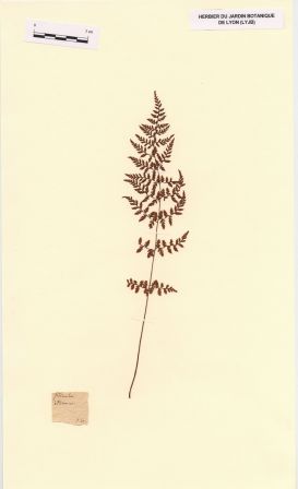 Cystopteris fragilis (L.) Bernh. [Filicula (nom pré-linnéen)]