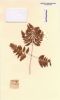 Gymnocarpium dryopteris (L.) Newm. [Polypodium dryopteris L.]