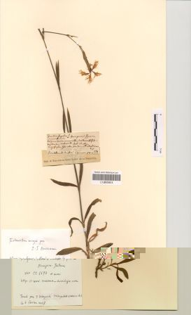 Dianthus superbus L. subsp. superbus