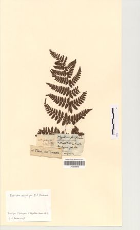 Athyrium filix-femina (L.) Roth [Polypodium filix-femina L.]