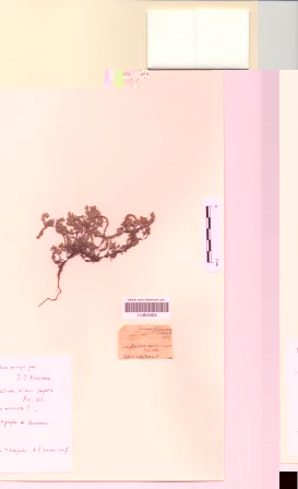 Logfia minima (Sm.) Dumort [Filago montana L.]